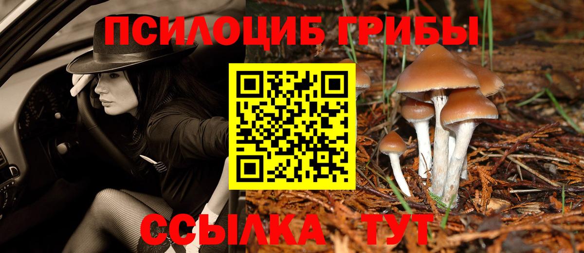 Касимов  Псилоцибиновые грибы Psilocybe  Вход с VPN 